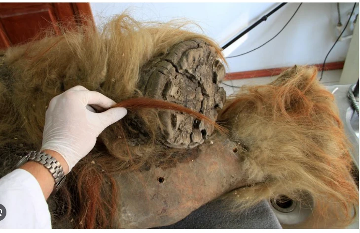 3D genome extracted from 'freeze-dried' woolly mammoth