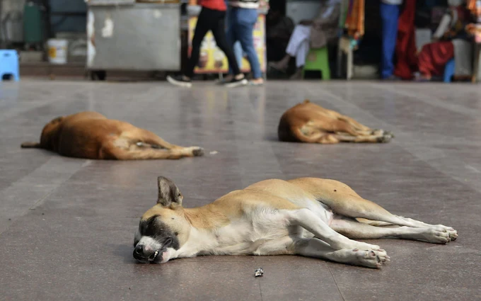 Man arrested for dog cruelty in Lahore