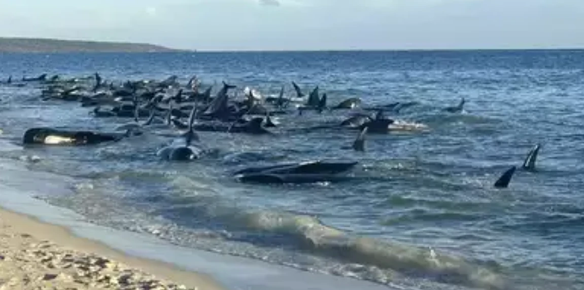 'Mass stranding' of more than 70 pilot whales in Scotland