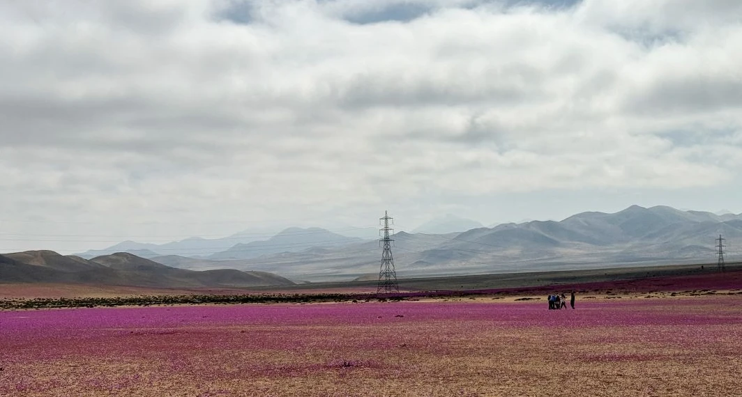 Unusual rainfall brings winter flowers to Chile's Atacama desert