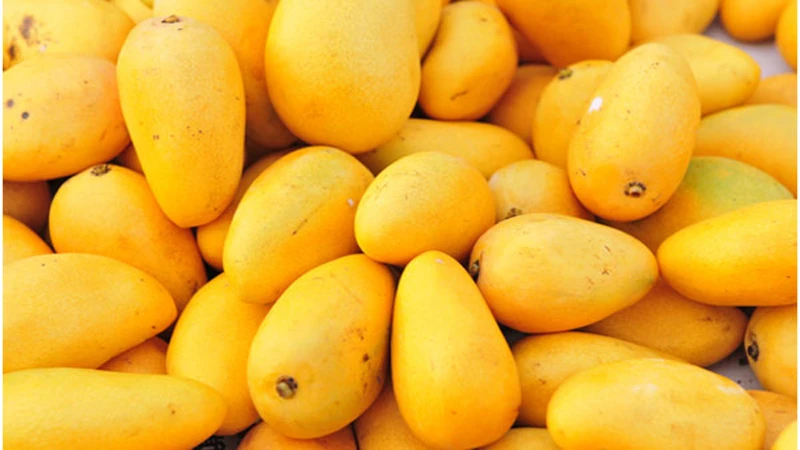 Pakistan sees 35% decline in mango production due to climate change