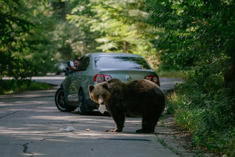 Romania to cull nearly 500 bears after hiker killed