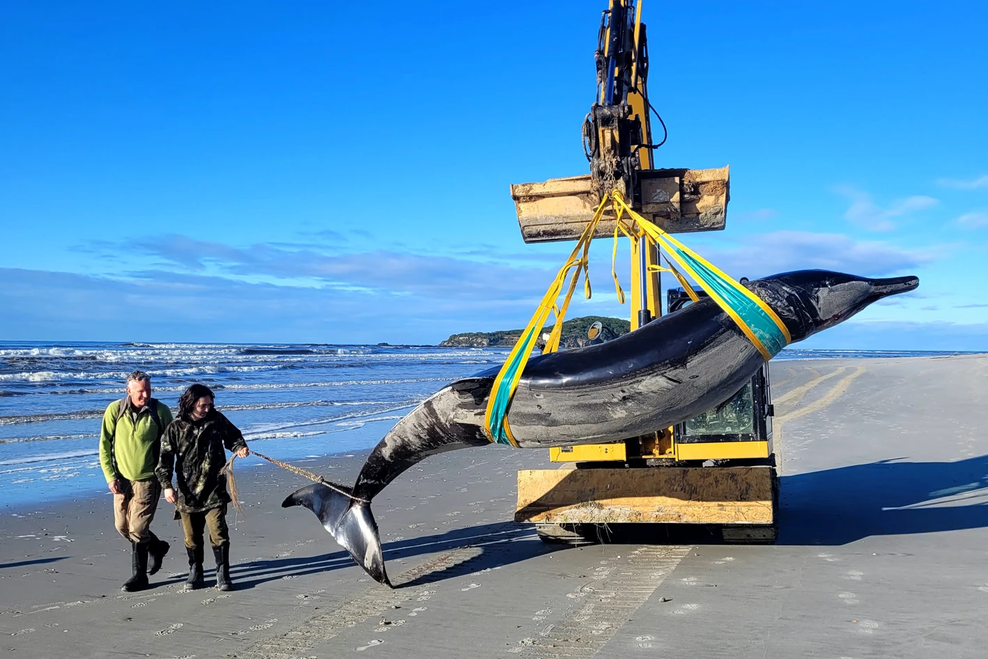 World's rarest whale washes up on New Zealand beach