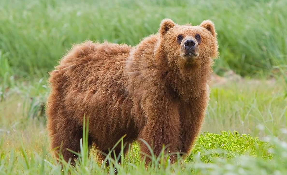 Bear attacks French tourist in northern Italy