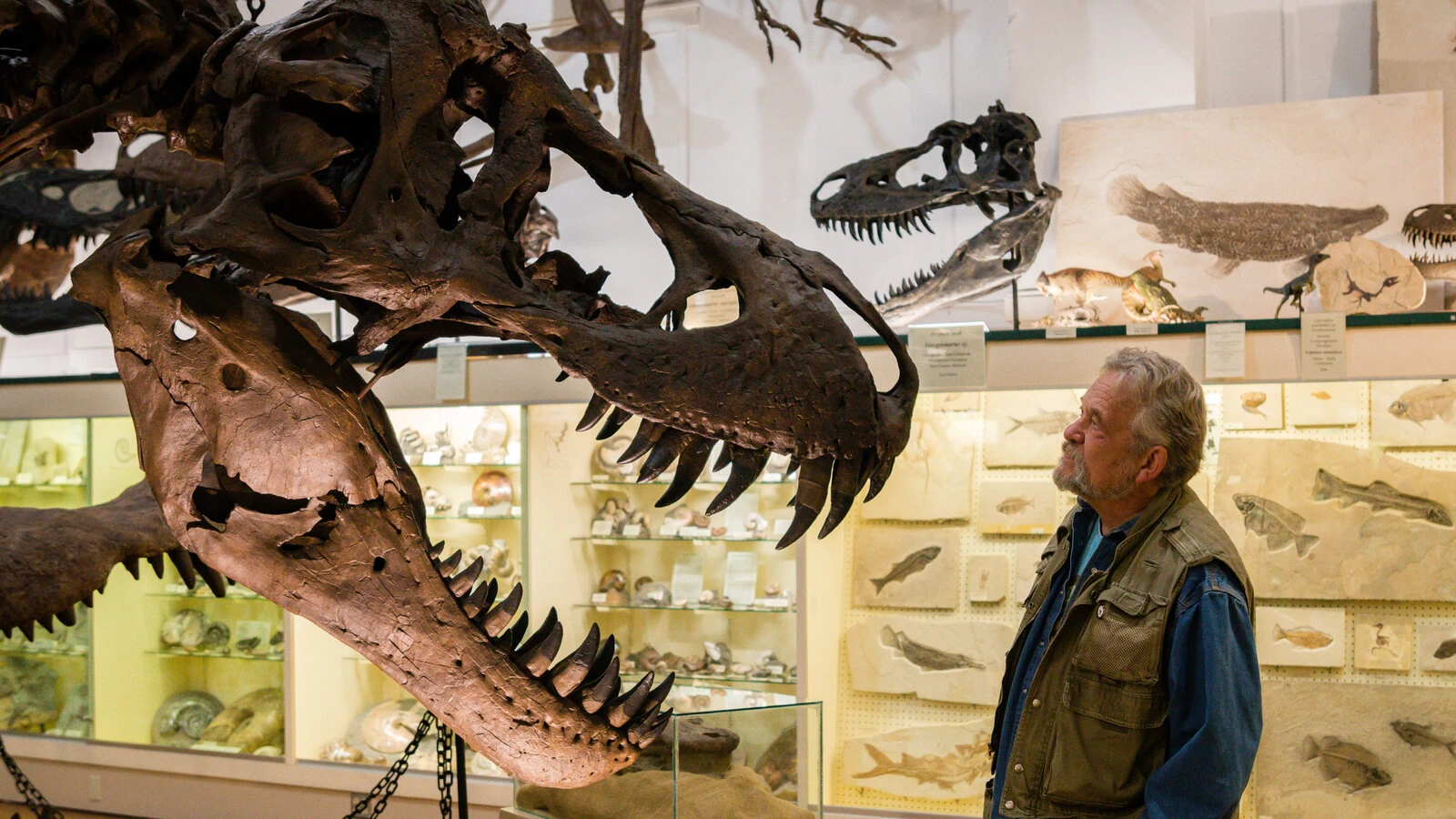 Dinosaur skeleton breaks auction record with $44.6 mn sale in New York