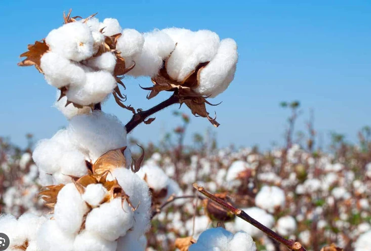 Cotton price sinks by Rs1,500 per 40kg