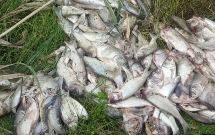 Millions of fish mysteriously die in Rawal Dam