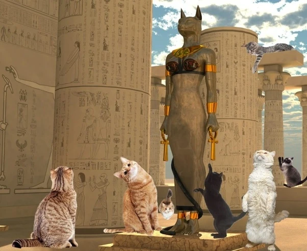 Night at the mewseum: Ancient Egypt exhibition welcomes cats