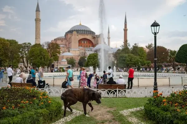 Turkey engages in heated debate over the future of four million stray dogs