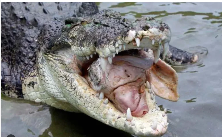 Australian fisherman killed by croc after falling into river