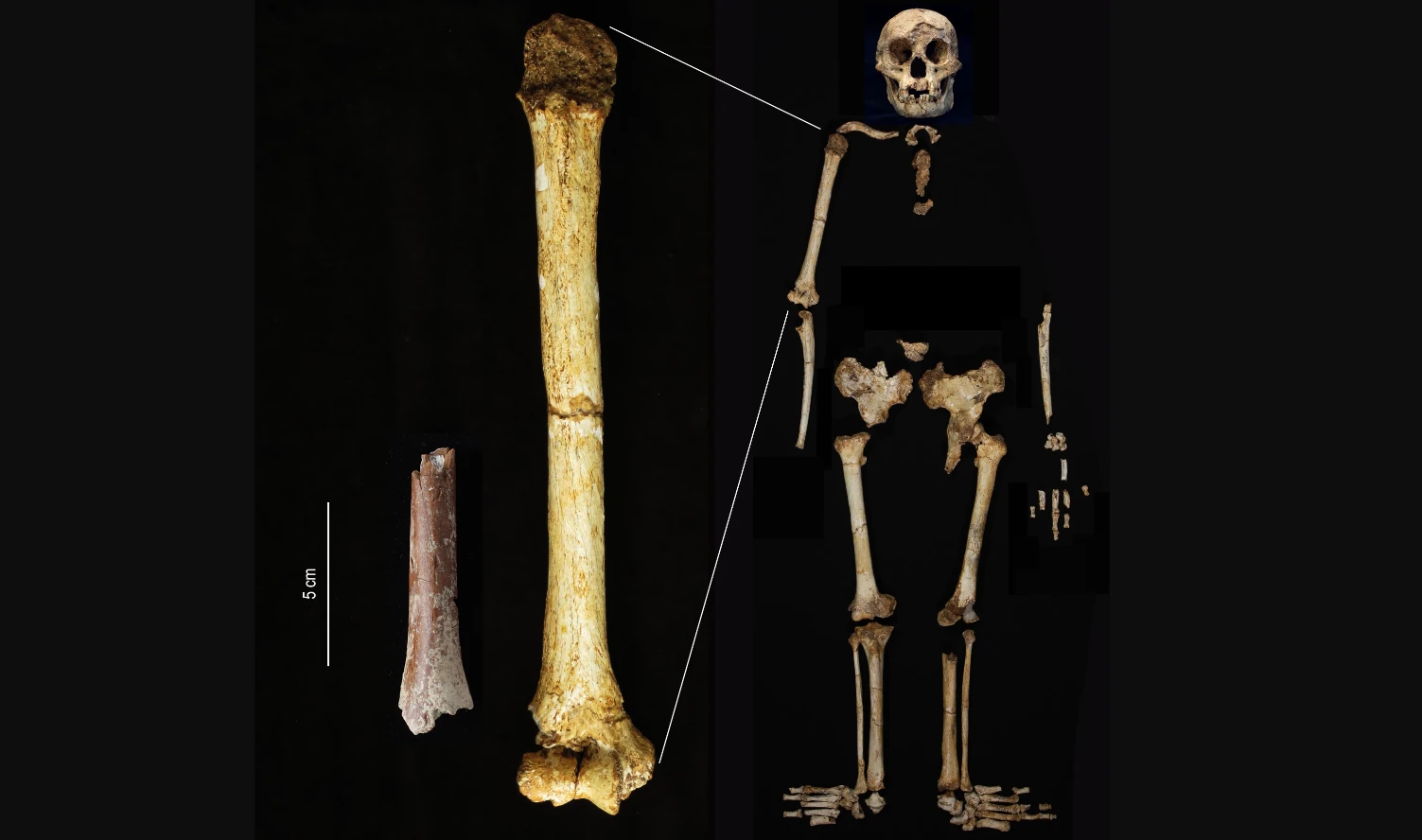 Tiny bone find offers new insights into mysterious 'Hobbit' humans