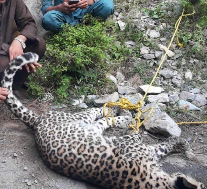 Woman among three injured in big cat attack in Abbottabad