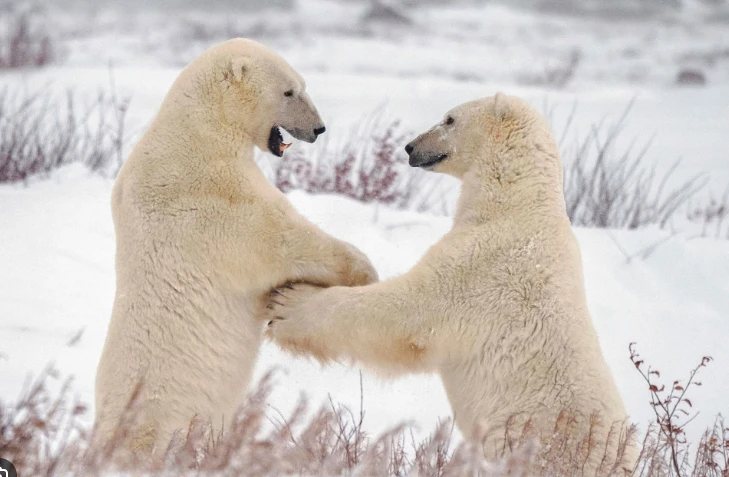 Polar bears kill worker at Canadian Arctic radar site