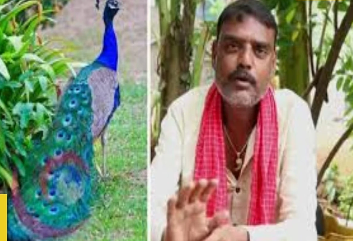 Indian YouTuber arrested for cooking and filming protected peacock