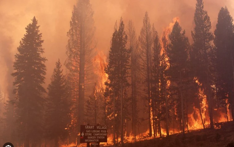 Wildfires caused major CO2 emissions last year: annual study