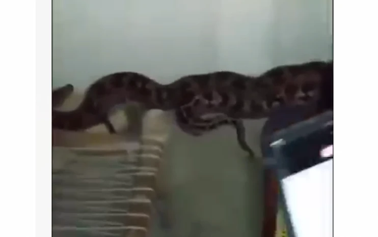 Huge python found in Mirpur house in Azad Kashmir