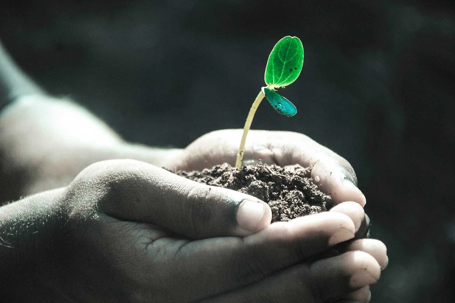 National Tree Plantation Day celebrated across Pakistan, Karachi leads with extensive campaign