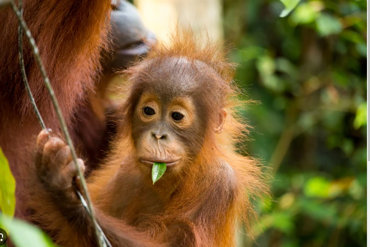 Apes to stay at home as Malaysia tweaks 'orangutan diplomacy'