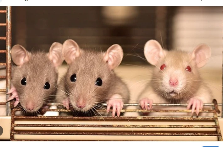 Hunt for Parliament rats to cost national exchequer Rs1.2 million