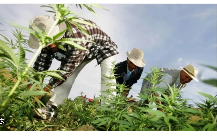 Morocco's king pardons more than 4,800 cannabis farmers