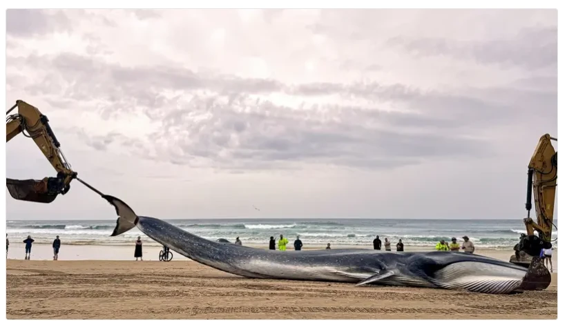 Humpback whale freed from Sydney Harbour after 22-hour ordeal