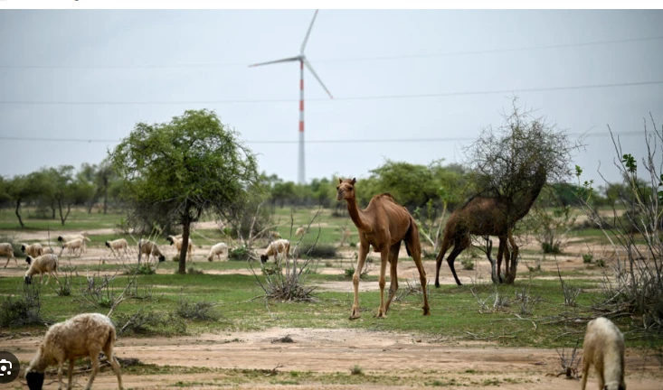 India's green energy wind drive hits desert herders hard