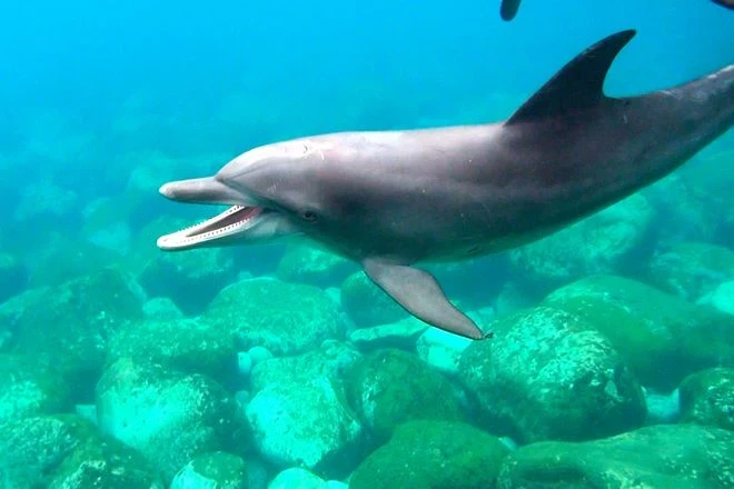 Dolphin bites spark warning on Japanese beaches