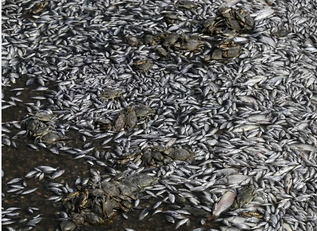 Greek port grapples with flood of dead fish