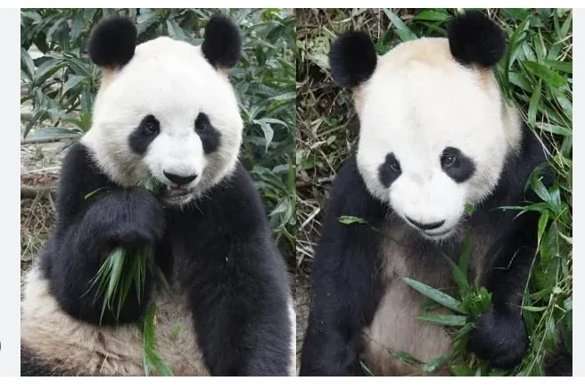 Panda pair in Tokyo to return to China