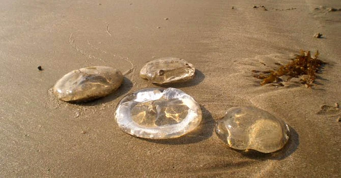 Storms and rains bring large numbers of 'toxic' jellyfish to Karachi beach