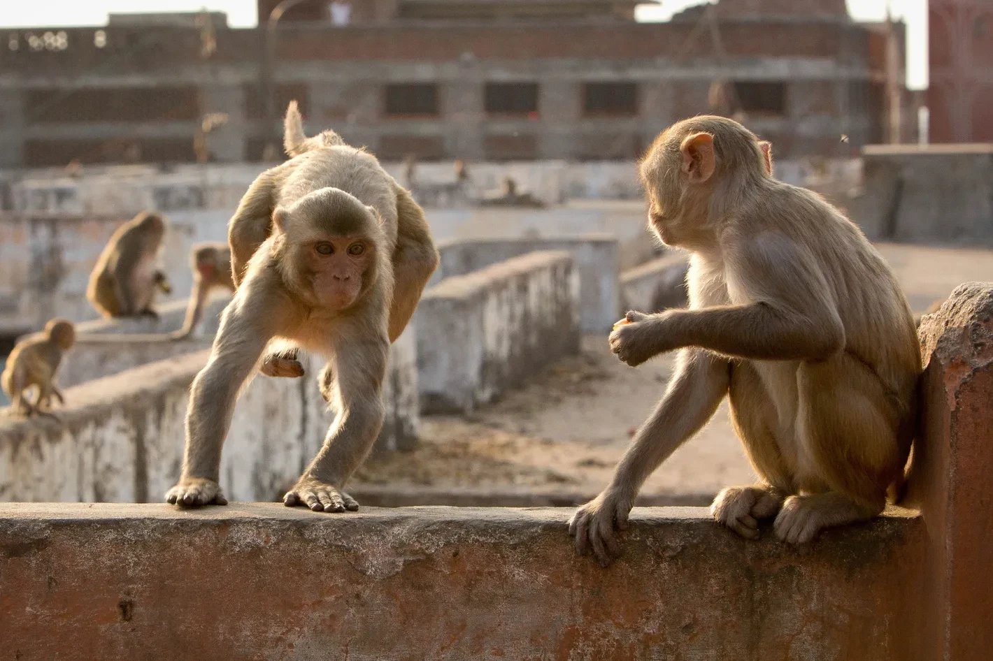 Wild monkeys terrorise Narowal, residents confined to homes in fear