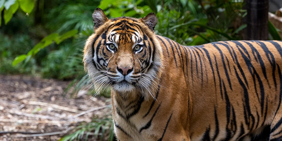 Man and son severely injured in tiger attack in Haripur