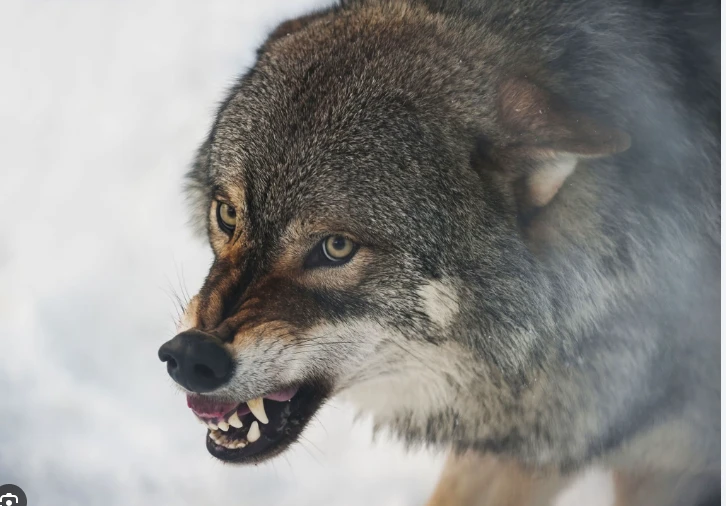 As wolves swoop, Austrians grab guns for contested cull