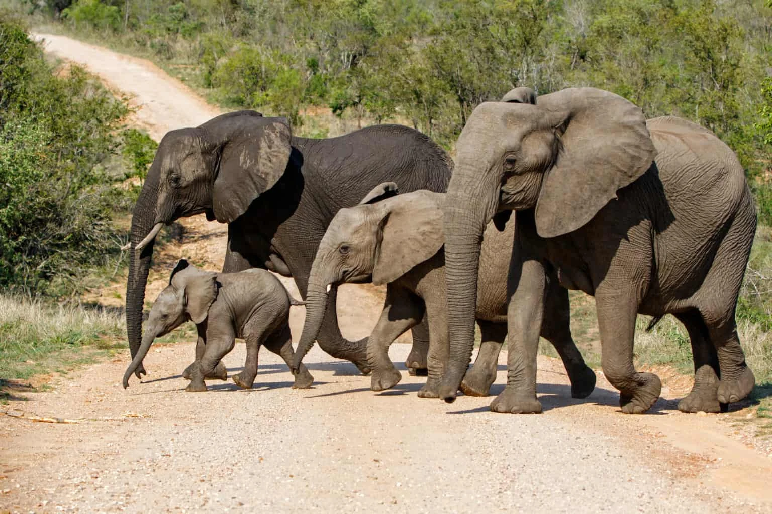 Six elephant break free from South Africa's Kruger National Park