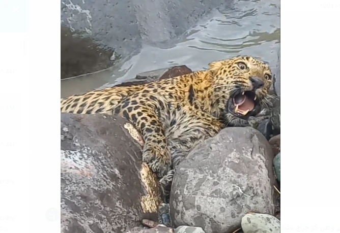 Injured leopard rescued from Haveli Kahuta drain