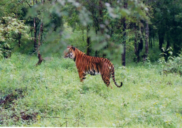 Tiger mauls ox after it spreads terror in Haripur’s residential areas