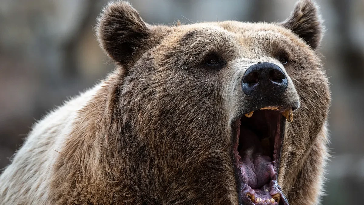 Man injured in bear attack at Croatia's National Park