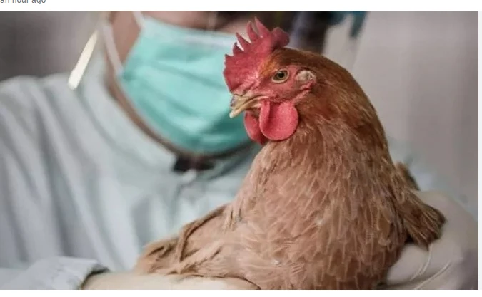 US confirms first bird flu case without animal contact