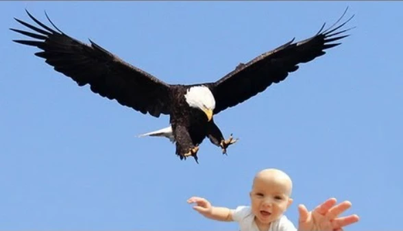 Eagle attacks toddler in Norway, gamekeeper intervenes and kills predator