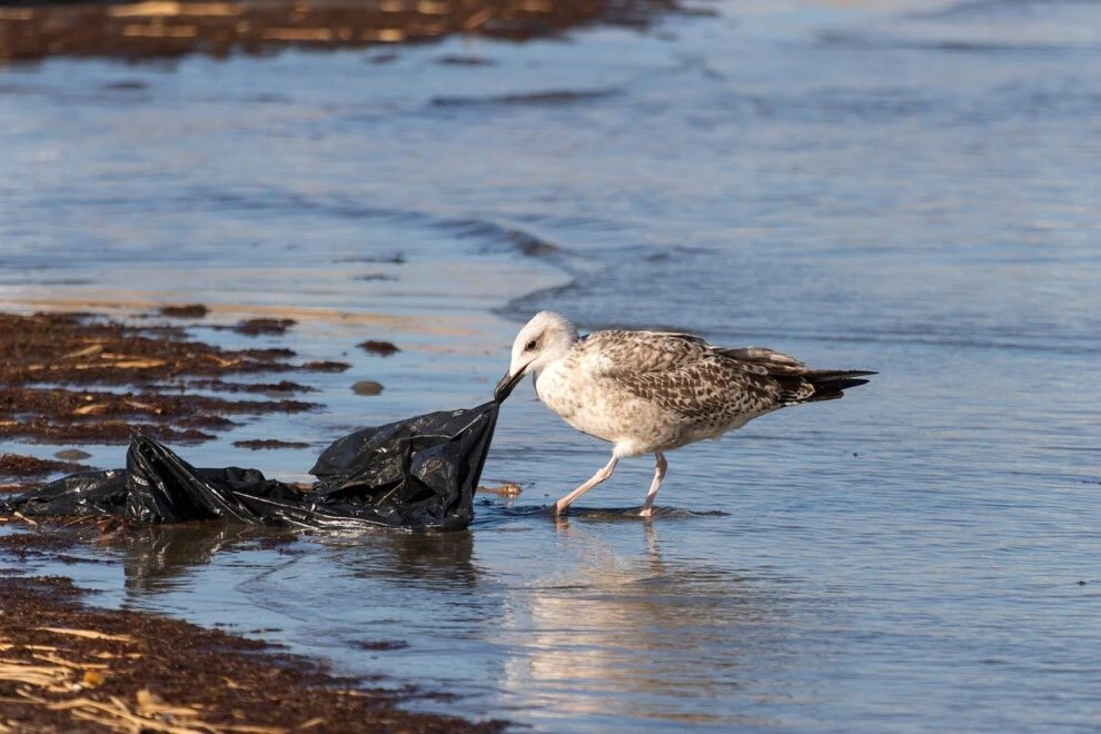 Statewide plastic bag bans in the US lead to significant reduction in beach pollution