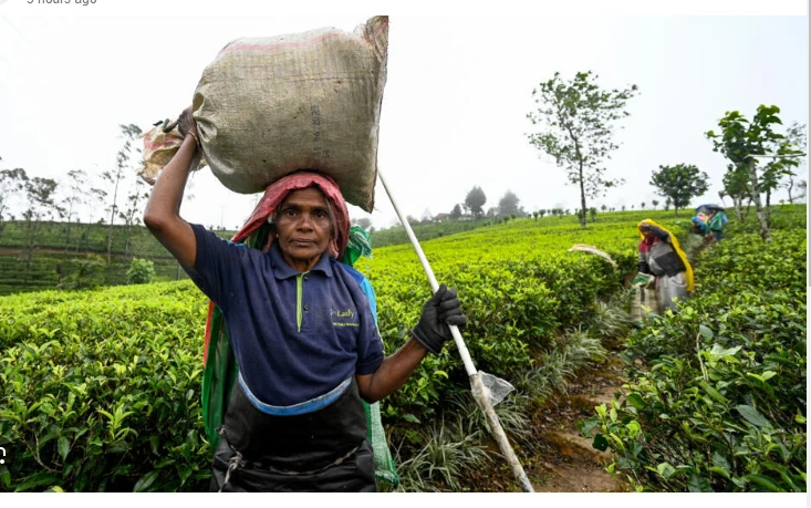 Tea trouble brews for Sri Lankan presidential hopefuls