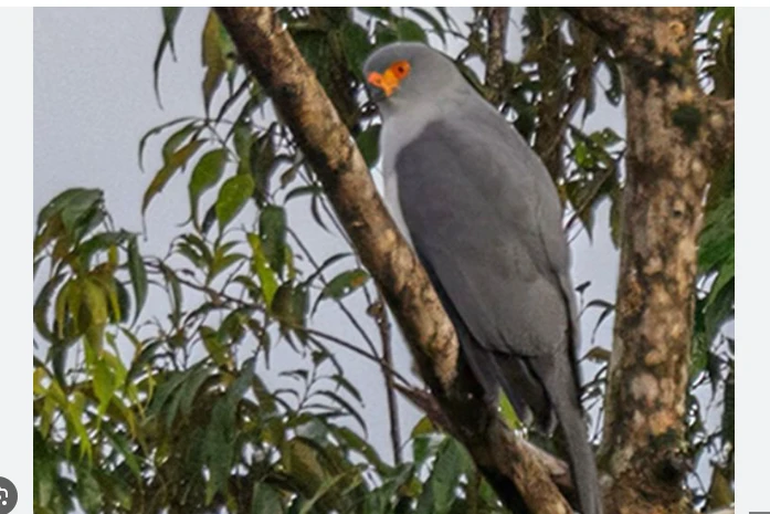 Hawk-eyed photographer snaps threatened bird feared lost