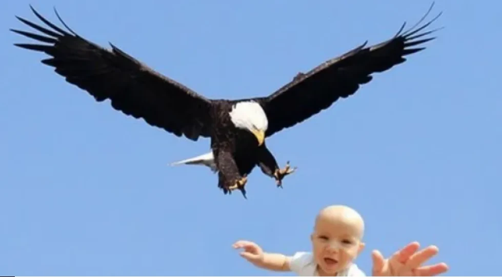 Eagle that attacked toddler in Norway linked to other incidents: Authorities