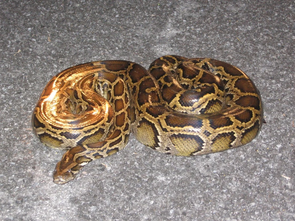 Snake captured from Karachi University