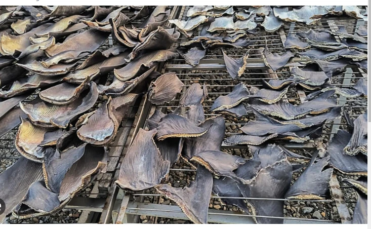 Peruvian police seize 1.3 tons of shark fins