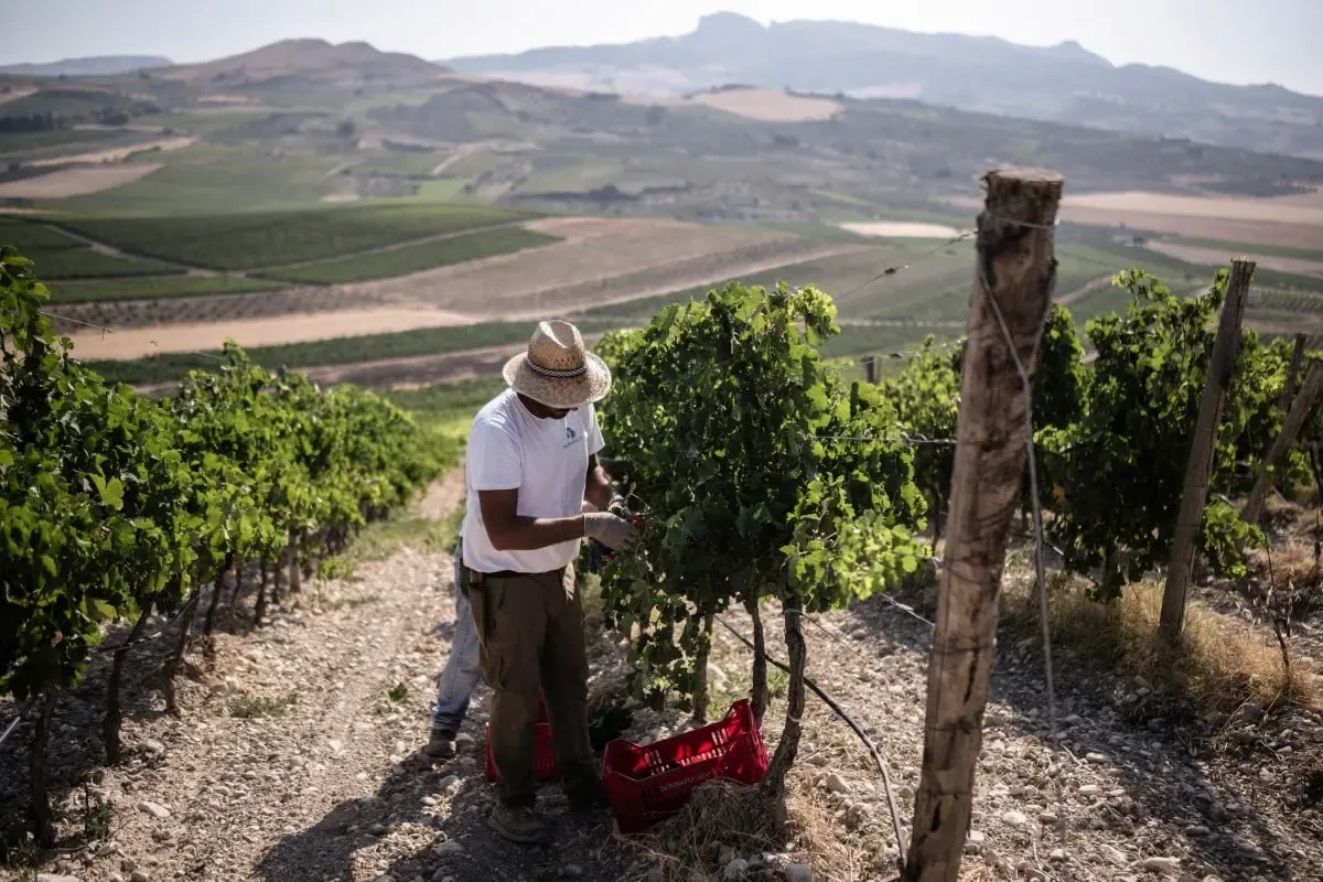 Italy poised to surpass France as world's leading wine producer