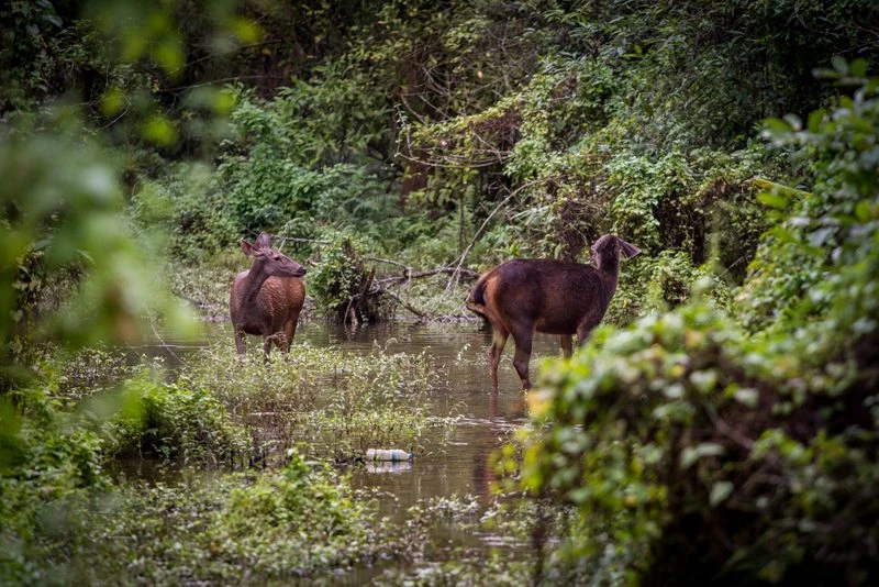 South Asian countries trial digital tools to streamline and strengthen biodiversity reporting