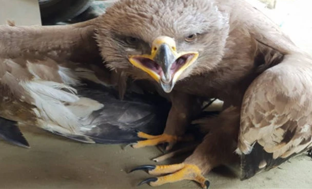 Rare breed eagle worth Rs 100 million recovered from Taunsa