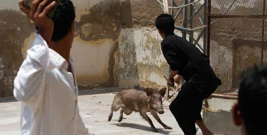 Wild pig injures people in Jhelum city