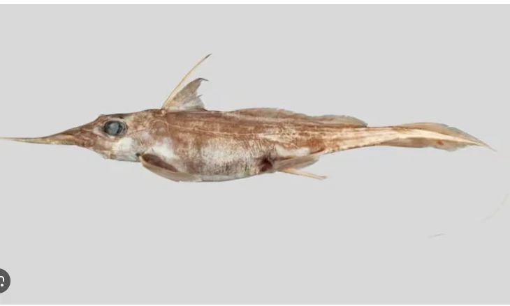 New Zealand scientists discover ghostly 'spookfish'